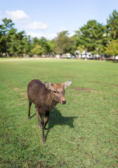Young Red deer