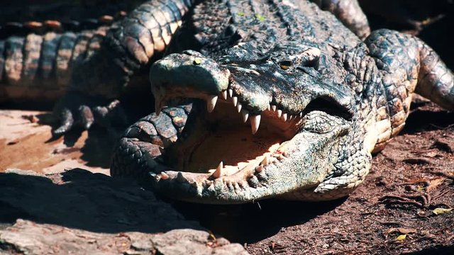 Crocodile lying on the sun in jungle with open jaws