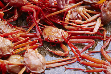 Red snow crab 