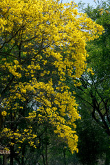 Fototapeta premium Yellow India tree with Yellow flowers
