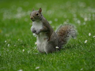 Ecureuil sur une pelouse à Holland Park, Londres