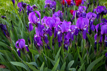 purple iris flowers growing