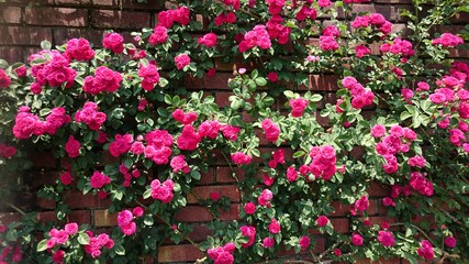 Fototapeta na wymiar バラ　roses