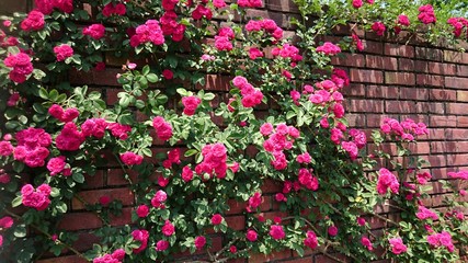Fototapeta na wymiar バラ　roses