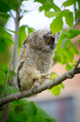 Grey owl on tree