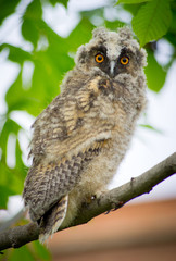 Grey owl on tree