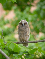 Grey owl on tree