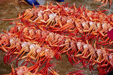 Fototapeta premium Red snow crab 