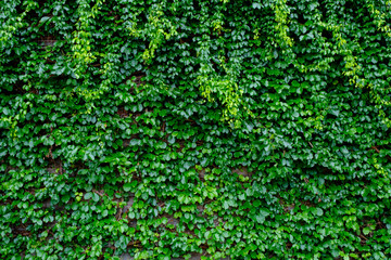 green ivy on wood background