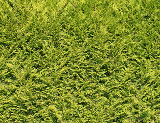 Lebensbaum, Thuja, Hecke