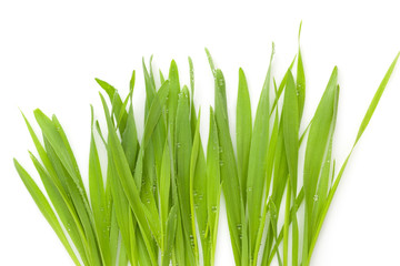 Young barley grass.