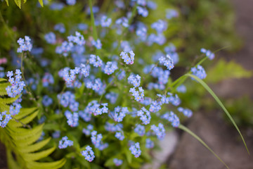 Little blue flowers
