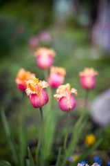 Red-orange tulips