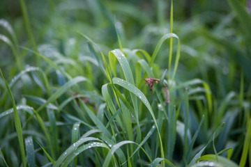 Grass after rain