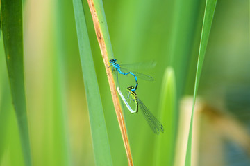 Hufeisen-Azurjungfer, Coenagrion puella, bei der Paarung