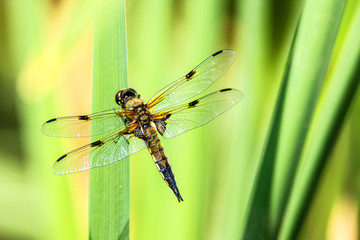 Vierfleck, Libellula quadrimaculata