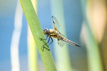 Vierfleck, Libellula quadrimaculata
