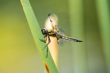 Vierfleck, Libellula quadrimaculata