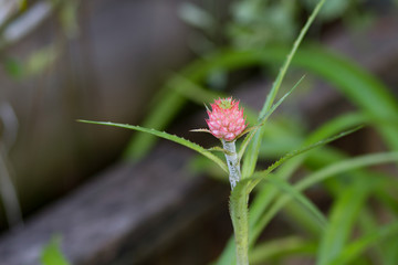 young pink  flower pineapple tree