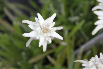 Obraz na płótnie Canvas Alps flora Edelweiss