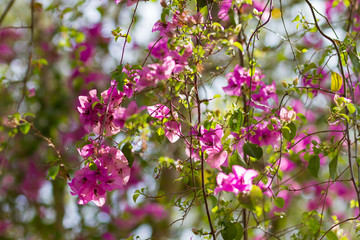 Pink Bougainvillea flower on nature background