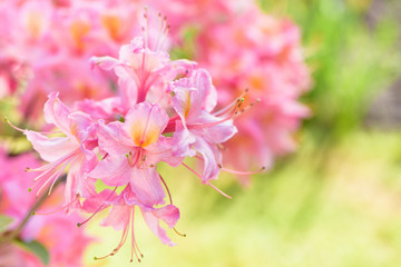 Azalea flower and beauty bright natural green and yellow background.