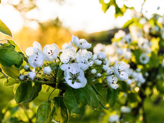 White spring flowers on a branch