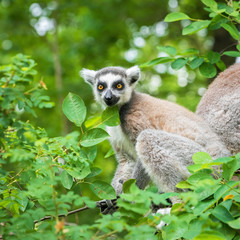 Portrait of an young lemur katta on a tree