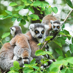 Portrait of  lemur katta (Lemur catta) on a tree with two cubs © ptashkan