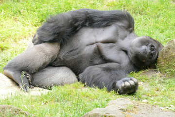 Entspannter Gorilla