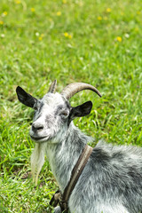 Goat lies on a green meadow 