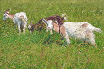 Goats graze on a green lush meadow in tall grass