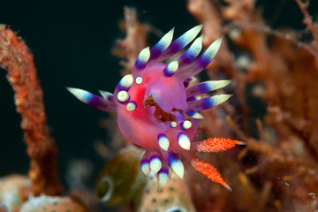 Seaslug