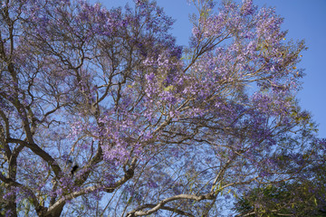 Beautiful jacaranda blossom