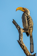 Yellow bill hornbill