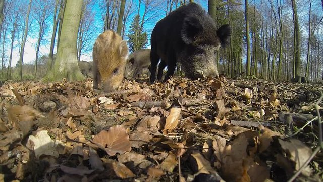 Wildscheine, Bache mit neugierigen Frischlingen, Weitwinkel Aufnahme, Gopro