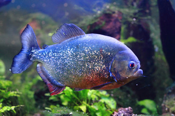 big piranha fish