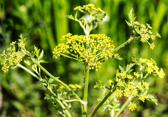 Blühender  Pastinak (Pastinaca sativa)