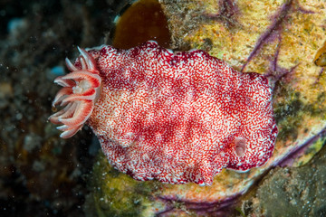 Nudibranch