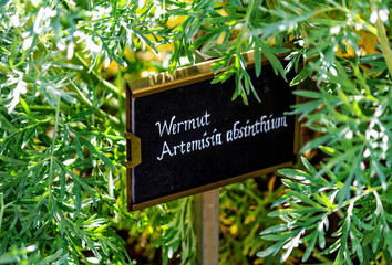 Wermutkraut ( Artemisia absinthium ) - obrazy, fototapety, plakaty