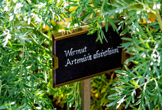 Wermutkraut ( Artemisia absinthium )