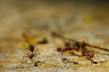 Fire Ant On The Ground With Several Focus