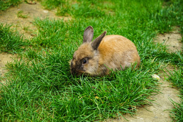 Pet rabbit in a grass