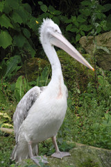 Dalmatian pelican   (pelicanus crispus)