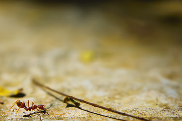 Fire Ant On The Ground With Several Focus