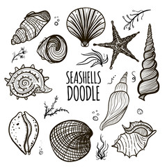 Set of seashells on white background. Hand drawn doodle seashells, starfish, seaweed and coral. Creative seashells of different type.