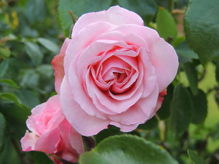 Rosenblüte pink rosa 