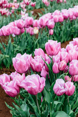 Pink tulips