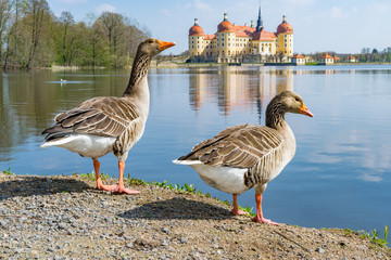 Enten und Gänse vor dem Jagd Schloss, Wasserschloss Moritzburg