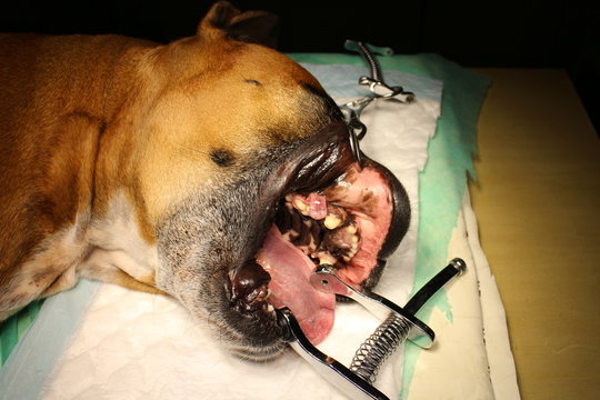 Epulis - tumor situated on gingival mucosa by boxer dog